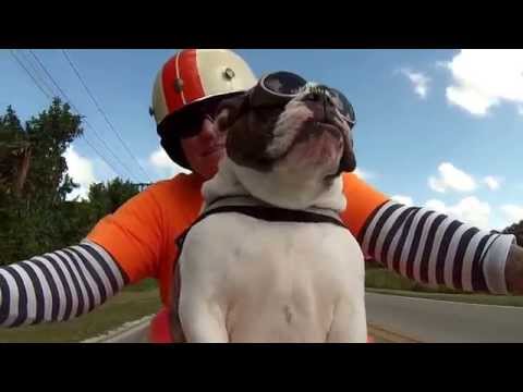 Sweets the English Bulldog see's a biker wave at us and she waves back ALL ON HER OWN!!!